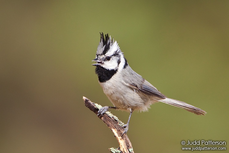 Bridled Titmouse, Madera Canyon, Arizona, United States