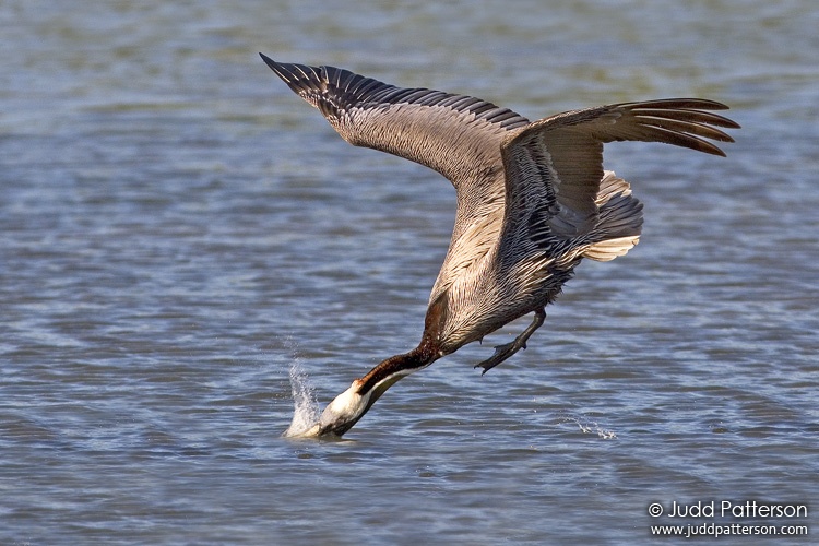 Brown Pelican, Little Estero Lagoon, Florida, United States