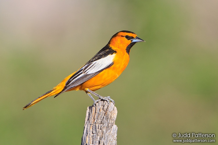 Bullock's Oriole, Arizona, United States