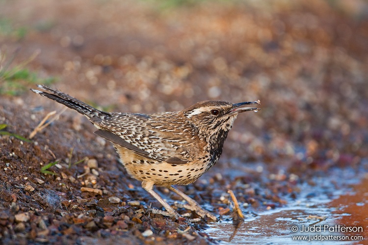 Cactus Wren, Arizona, United States