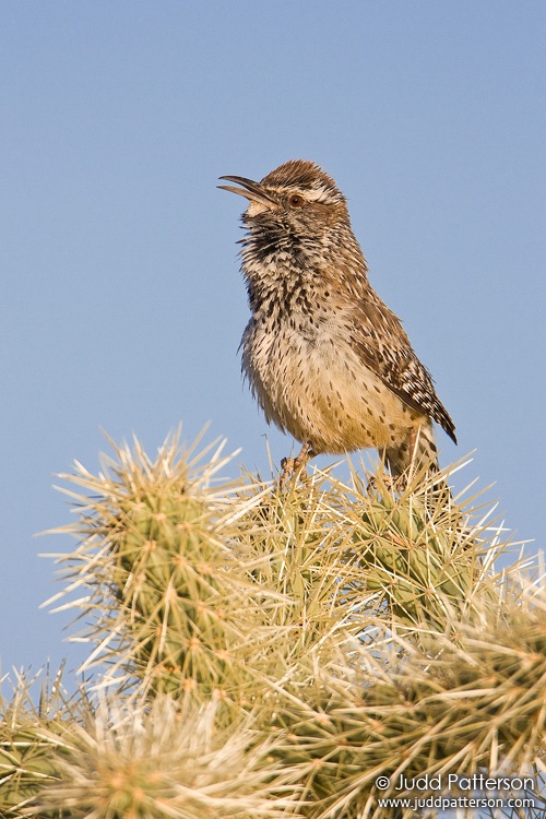 Cactus Wren, Continental, Arizona, United States