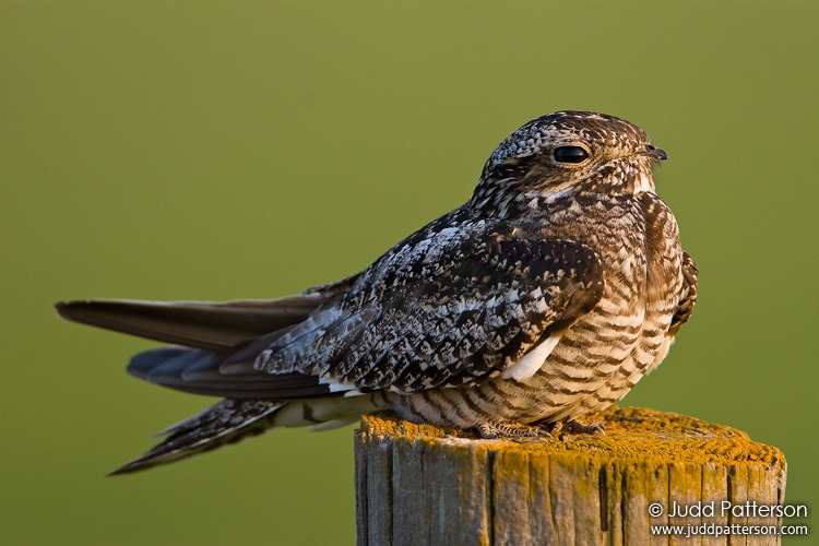 Common Nighthawk, Kansas, United States