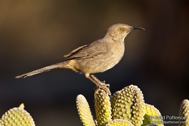 Curve-billed Thrasher, Green Valley, Arizona, United States