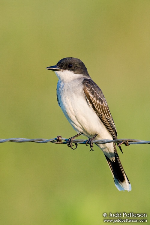 Eastern Kingbird, Kansas, United States