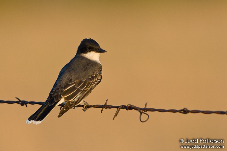 Eastern Kingbird, Kansas, United States