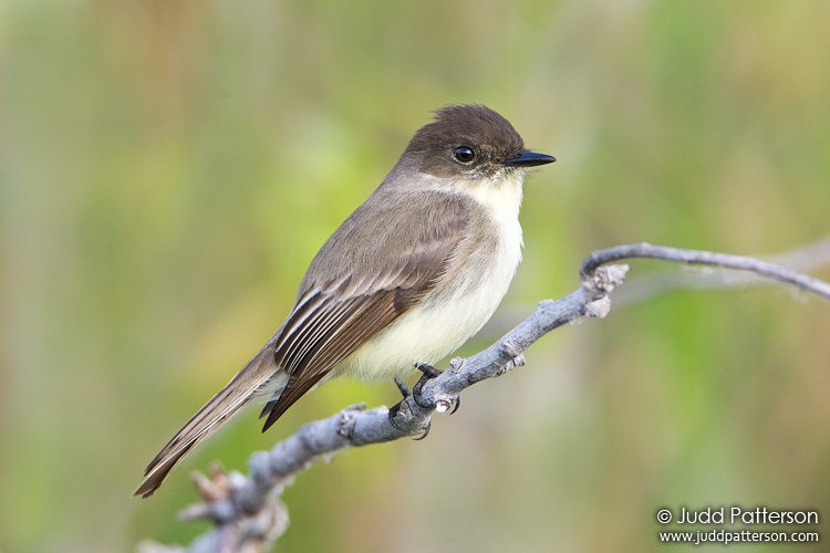 Eastern Phoebe, Everglades National Park, Florida, United States