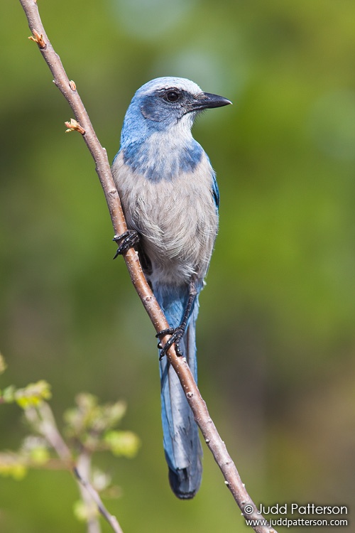 Florida Scrub-Jay, Florida, United States