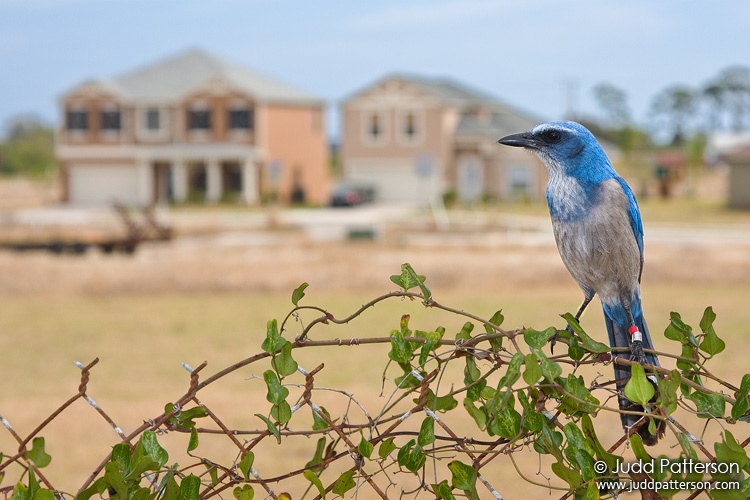 Florida Scrub-Jay, Florida, United States