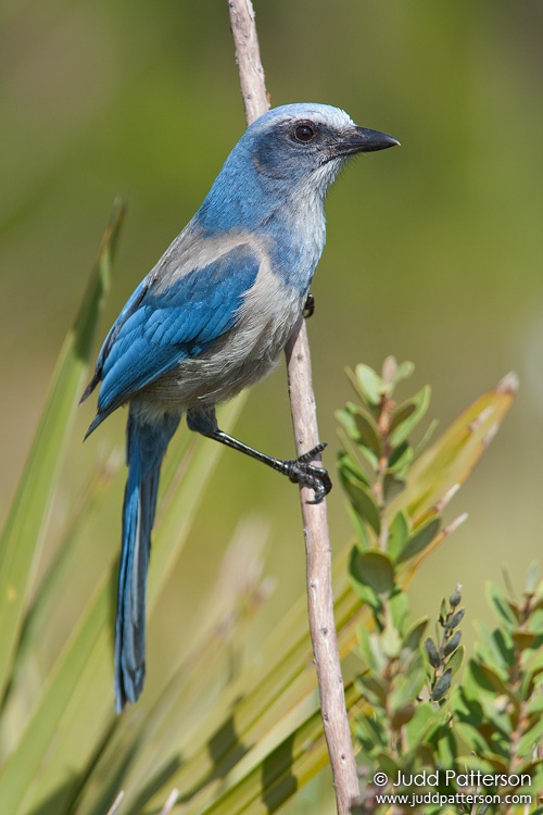 Florida Scrub-Jay, Florida, United States