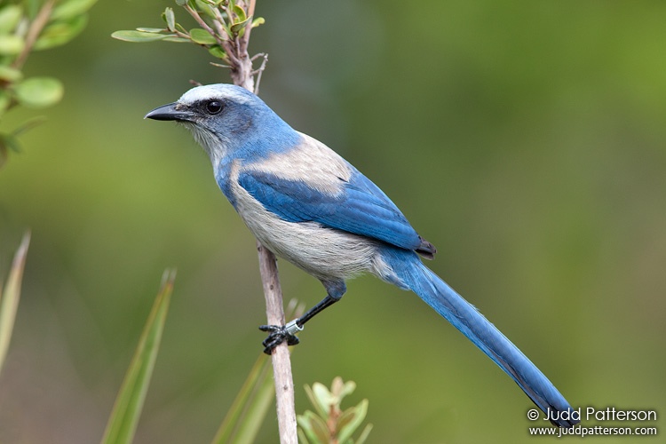 Florida Scrub-Jay, Florida, United States