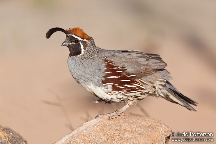 Gambel's Quail, Arizona, United States