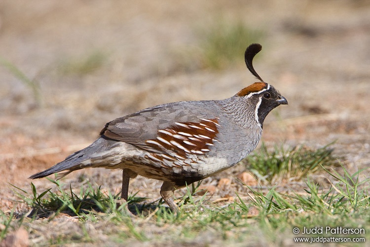 Gambel's Quail, Arizona, United States