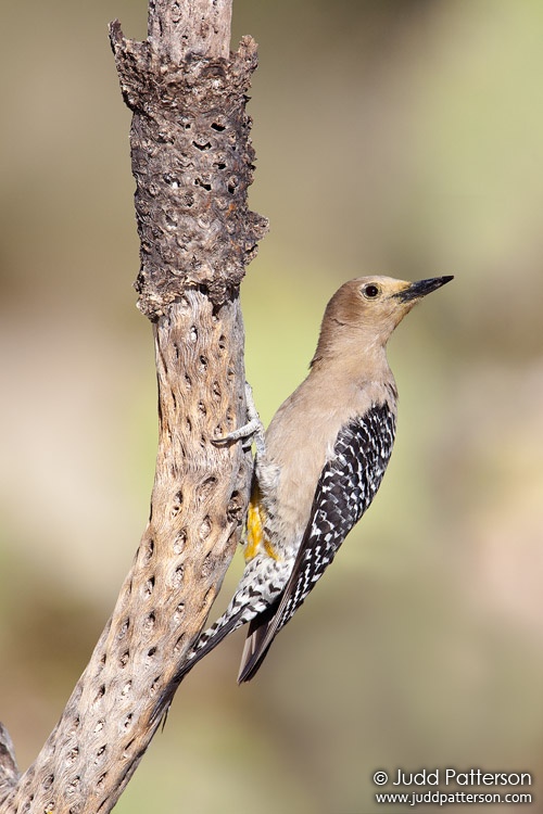 Gila Woodpecker, Arizona, United States