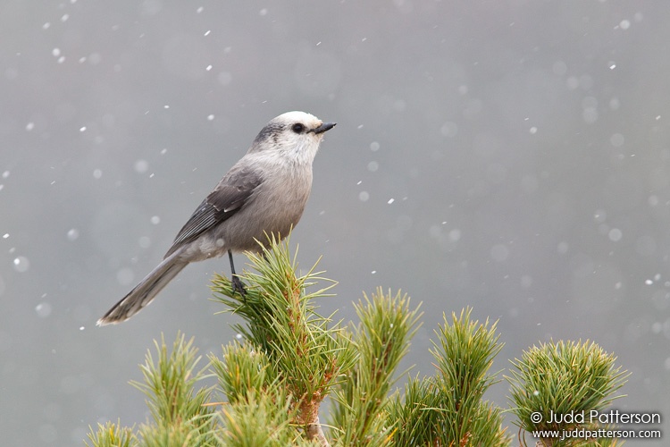 Gray Jay, Rocky Mountain National Park, Colorado, United States