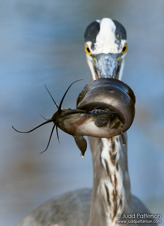 Great Blue Heron, Everglades National Park, Florida, United States