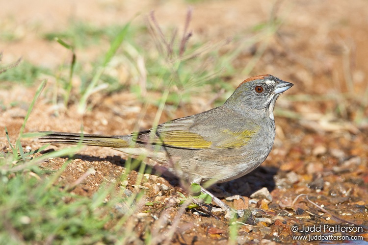 Green-tailed Towhee, Arizona, United States