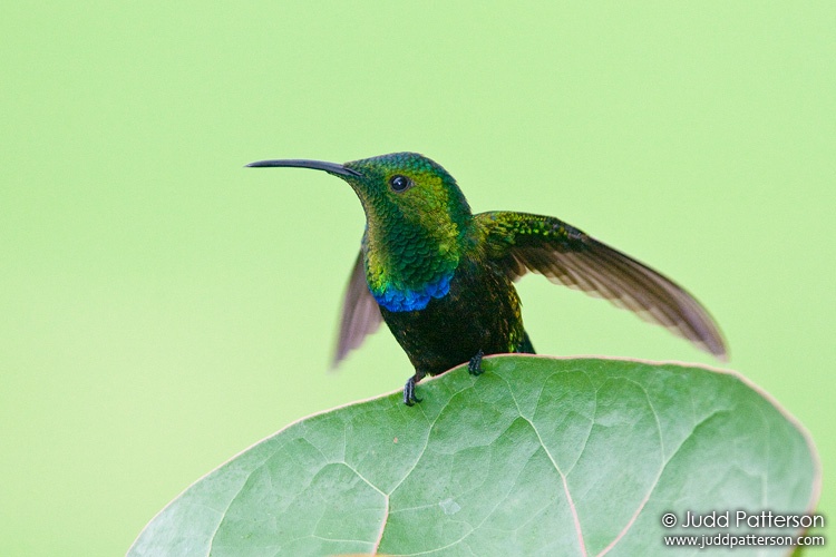 Green-throated Carib, St. Croix, U.S. Virgin Islands, United States