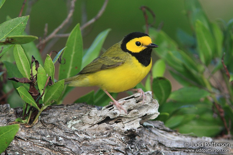 Hooded Warbler, Dry Tortugas National Park, Florida, United States