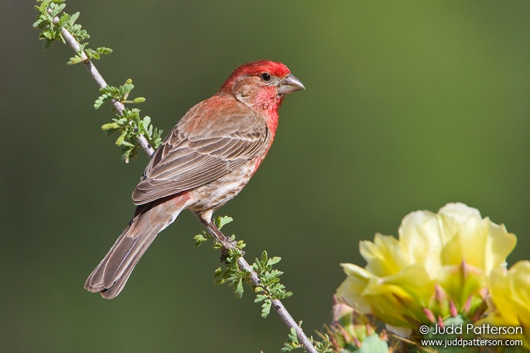 House Finch, Arizona, United States