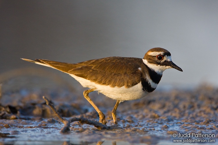 Killdeer, Everglades National Park, Florida, United States