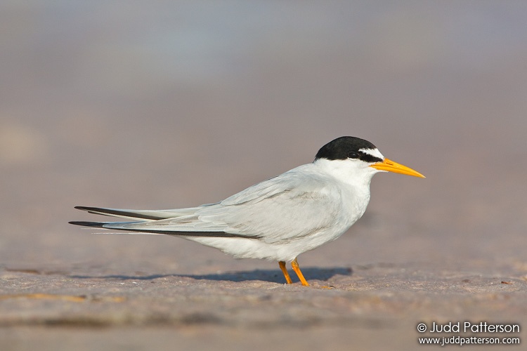 Least Tern, Fort De Soto Park, Florida, United States