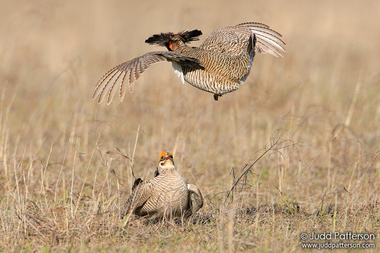 Lesser Prairie-Chicken, Kansas, United States