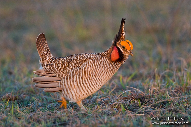 Lesser Prairie-Chicken, Kansas, United States