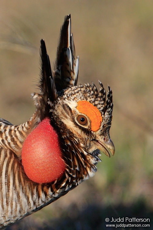 Lesser Prairie-Chicken, Kansas, United States