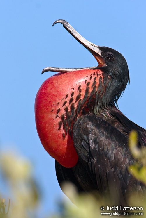 Magnificent Frigatebird, Dry Tortugas National Park, Florida, United States