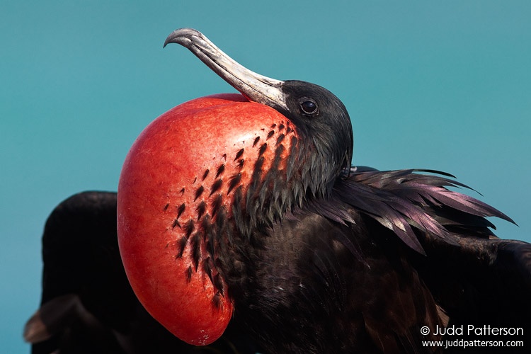 Magnificent Frigatebird, Dry Tortugas National Park, Florida, United States