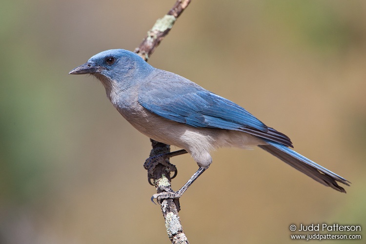 Mexican Jay, Madera Canyon, Arizona, United States