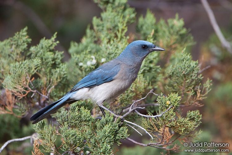 Mexican Jay, Madera Canyon, Arizona, United States