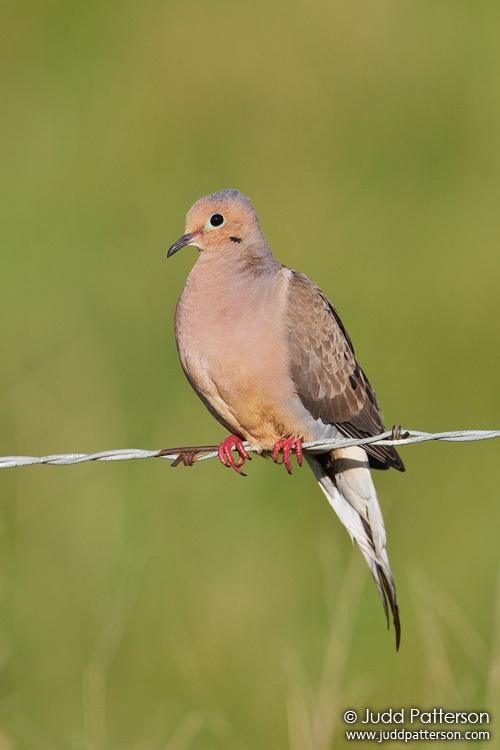 Mourning Dove, Kansas, United States