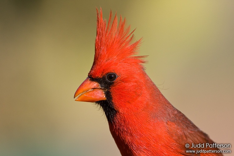 Northern Cardinal, Arizona, United States