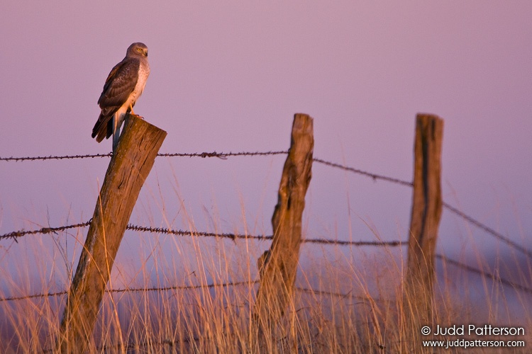 Northern Harrier, Kansas, United States