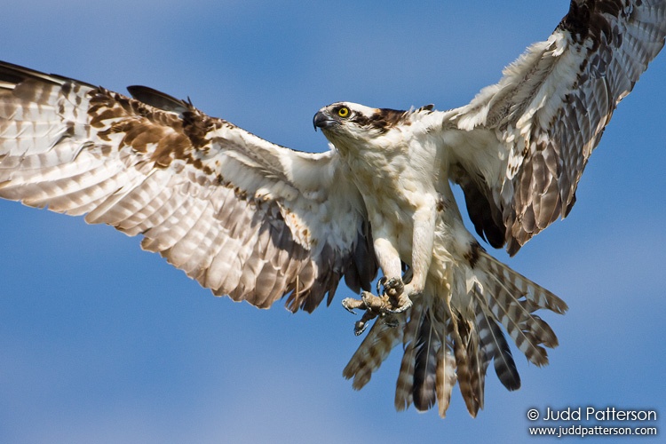 Osprey, Everglades National Park, Florida, United States