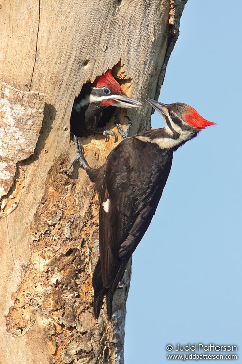 Pileated Woodpecker, Everglades National Park, Florida, United States