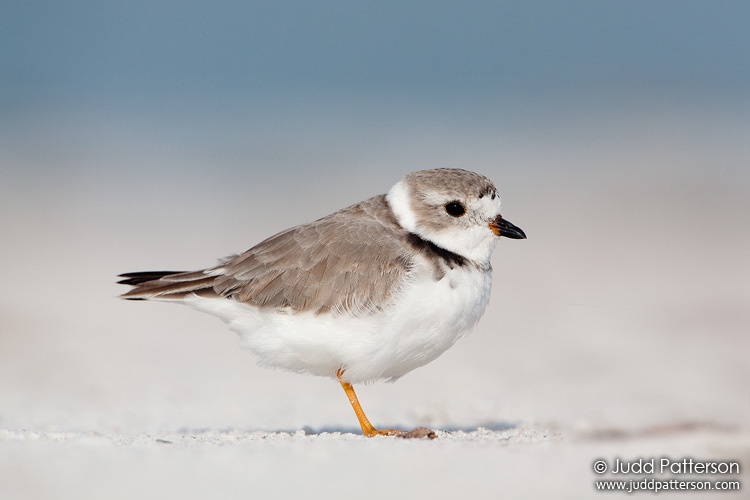 Piping Plover, Little Estero Lagoon, Florida, United States