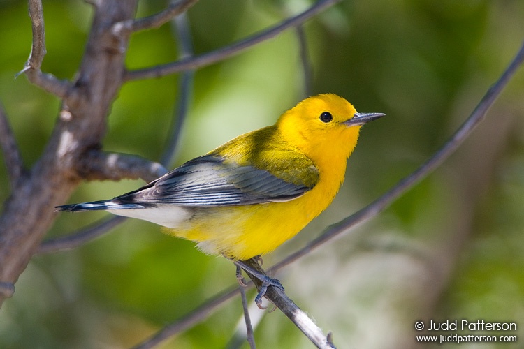 Prothonotary Warbler, Dry Tortugas National Park, Florida, United States