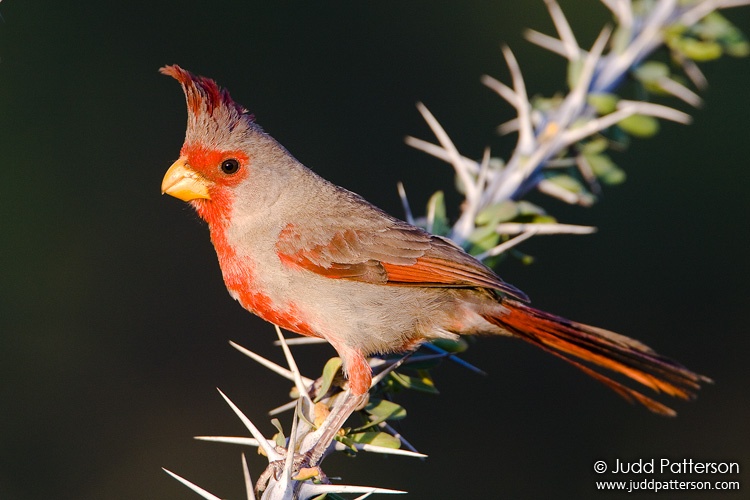 Pyrrhuloxia, Arizona, United States