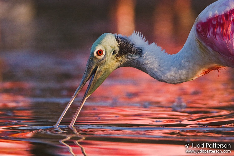 Roseate Spoonbill, Everglades National Park, Florida, United States