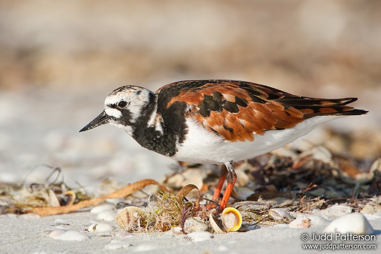 Ruddy Turnstone, Sanibel Island, Florida, United States