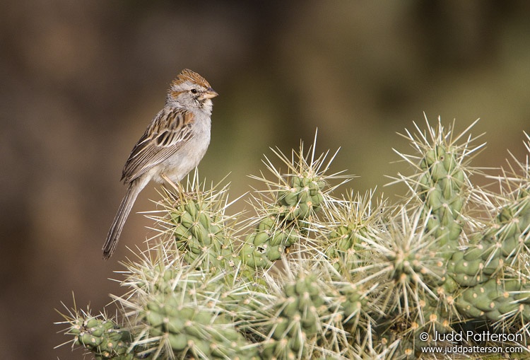 Rufous-winged Sparrow, Arizona, United States