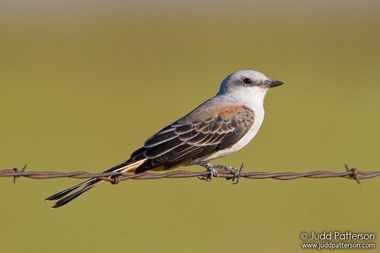 Scissor-tailed Flycatcher, Kansas, United States