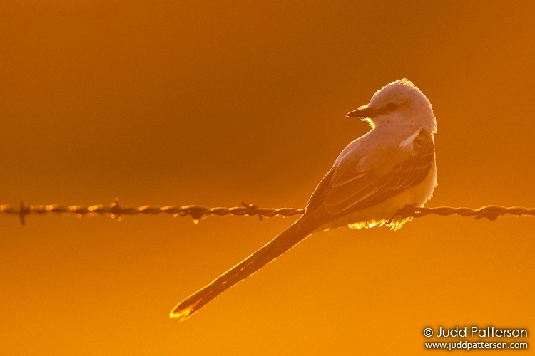 Scissor-tailed Flycatcher, Kansas, United States