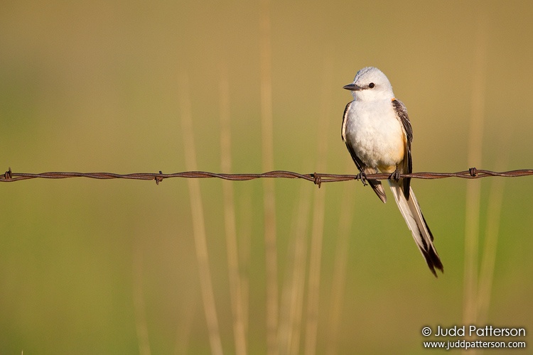 Scissor-tailed Flycatcher, Kansas, United States