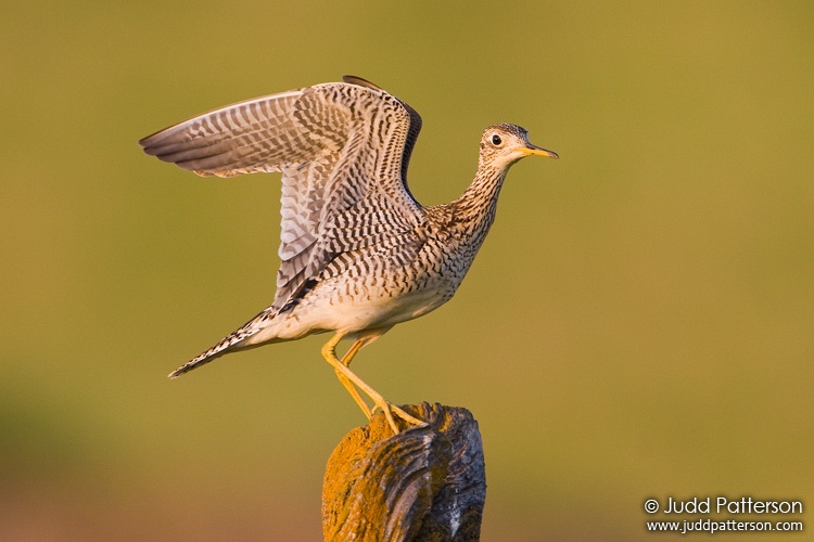 Upland Sandpiper, Kansas, United States
