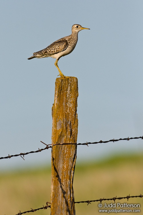 Upland Sandpiper, Kansas, United States