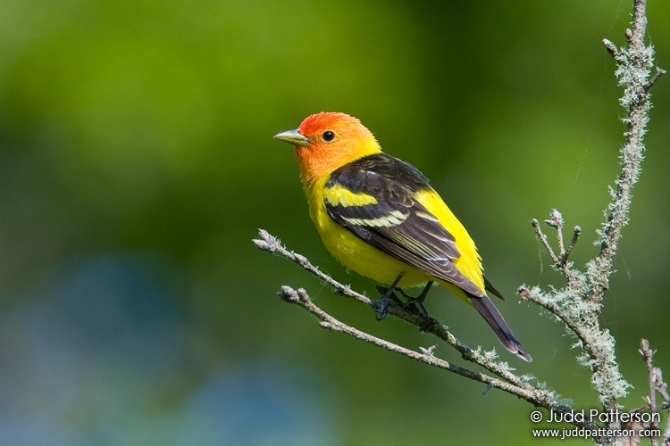 Western Tanager, William L. Finley National Wildlife Refuge, Oregon, United States