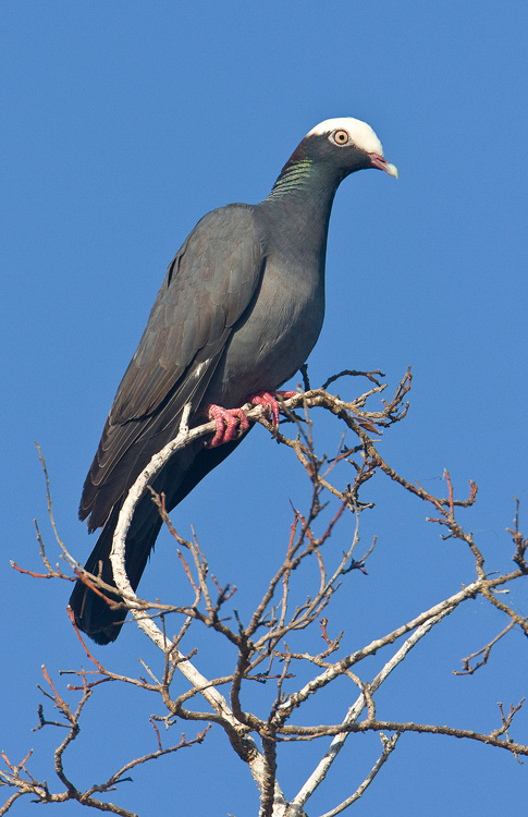 White-crowned Pigeon, Everglades National Park, Florida, United States